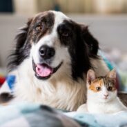 Supplements to Support Your Dog or Cat’s Heart