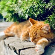 Sweet Family Cat Takes Naps with New Baby, and Continues to Do So As That Baby Grows Up