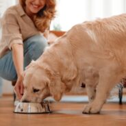 The Basics of a Balanced Dog Diet