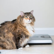 The Best Diet for Preventing Obesity in Cats