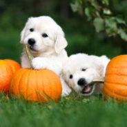 The Secret to Why Dogs Love Pumpkin!