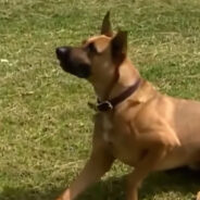 The Unlikely Friendship Between Rex the Dog and Hummer the Hummingbird