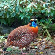 This Bird’s Otherworldly Mating Dance Has Attracted the Attention of More Than Just Female Birds