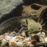 Unique Salamander Species is Critically Endangered, and You Can ‘Adopt’ One to Help