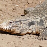 Unwanted Guest Under Porch Linked To Larger Tegu Invasion Threatening Georgia Ecosystem