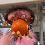 Watch Herbie the Hippo’s Pumpkin Extravaganza