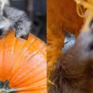 Wildlife Rescue Puts Camera Inside Pumpkin, Gets Silly Footage of Raccoons Enjoying It