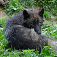 Yellowstone Wolf Pup Captured On Video Voicing Her “Adult-Like” Howl