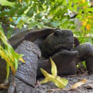 You Can Help Injured Gopher Tortoises Get the Care They Need to Be Released Back into the Wild