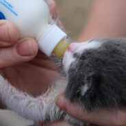 12 Orphaned Kittens Survive Thanks To Donated Milk Replacement That You Helped Supply