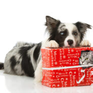 5 Special Holiday Gifts for Senior Dogs and Cats