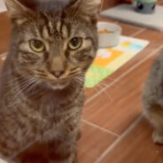 Adult Shelter Pets Anxiously Wait To Be Picked For “Holiday Sleepover”