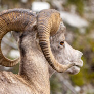 Agreement Secures 100,000 Acres for Rocky Mountain Bighorn Sheep Conservation