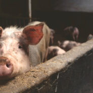 Animal Welfare Practices Transform The More We Understand Farm Animals’ Minds