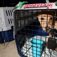 At-Risk Shelter Pets Arrive In Wisconsin For A Second Chance To Find A Home For Holidays