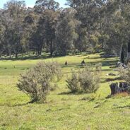 Australia Authorizes Helicopter Shooting to Cull 14,000 Feral Horses