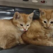 Bonded Brother and Sister Hope to Go to the Same Home for the Holidays