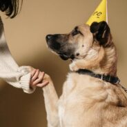 Celebrate Dog Training Education Month with Expert Tips