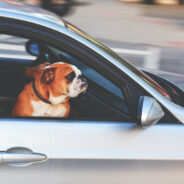 Celebrate National Pet Travel Safety Day With These Essential Safety Tips