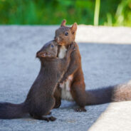 Celebrate Squirrel Appreciation Day With A Closer Look at Nature’s Gardeners