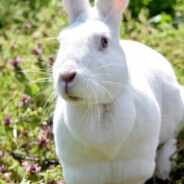 Chile Becomes 45th Country To Ban Cosmetic Testing On Animals