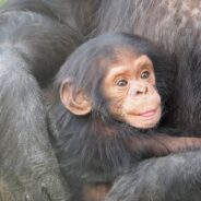 Chimpanzees and Bonobos Recognize Friends Decades After They’ve Seen Them