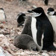 Chinstrap Penguins Sleep Nearly Half the Day Through Micro-Snoozing, Researchers Say