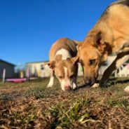 Choosing a Boarding Kennel for Your Dog