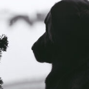 Christmas Trees With Photos Of Pets Who Have Passed Away Discovered Along Trail In Canada