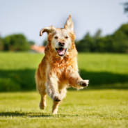 Collagen Peptides: A Boost for Aging Pets