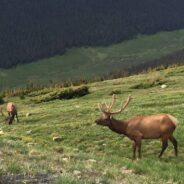 Colorado Parks and Wildlife Shares Photos of Rare Piebald Elk Spotted During Survey