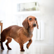 Dachshunds Defy Size Expectations in Two Viral Pet Ownership Tales