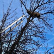 Daring Rescue Frees Young German Shepherd Trapped 25 Feet Up in a Tree