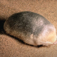 Elusive De Winton’s Golden Mole Rediscovered in South Africa After 90 Years