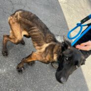 Emaciated Dog Contracts Pneumonia Soon After His Rescue, Powers Through Thanks to His ‘Angels’