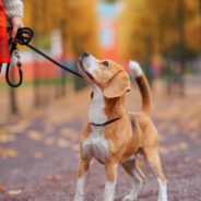 Embrace Health and Happiness During National Walk Your Pet Month