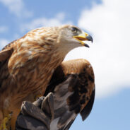 Endangered Bald and Golden Eagles Targeted in Black Market Scheme