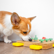 Engaging Canine Minds and Taste Buds with Interactive Treat Toys