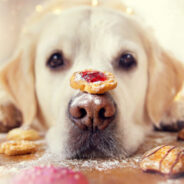 Festive Recipes for Dogs