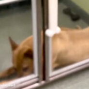 Florida Shelter Dog Is Losing Hope Of Ever Finding A Home