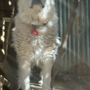 Heroic Great Pyrenees Casper Nominated for Farm Dog of the Year After Brave Coyote Encounter