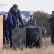 History Made In Colorado As Five Gray Wolves Are Released In Mountains