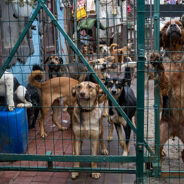 Homeless Pets In Ukraine Still Need Our Help, Especially As Winter Approaches