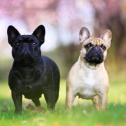 How Acupressure Helps Brachycephalic Dogs Breathe Easier