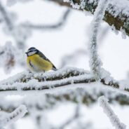 How to Keep Wildlife Safe When Decorating for the Holidays