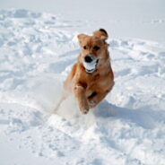 How to Keep Your Dog Fit and Active During the Winter