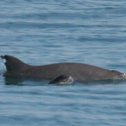 International Whaling Commission Sounds Alarm Over Vaquita’s Imminent Extinction