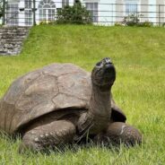 Jonathan the Tortoise Celebrates 191 Years, Defying Time on St. Helena