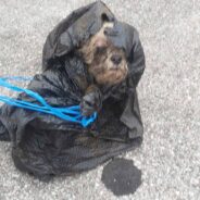 Justice for Xyla: Dog Dumped in Trash Finds New Hope