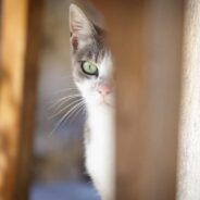 Kitten Survives Long Ride Hidden in a Truck’s Spare Tire